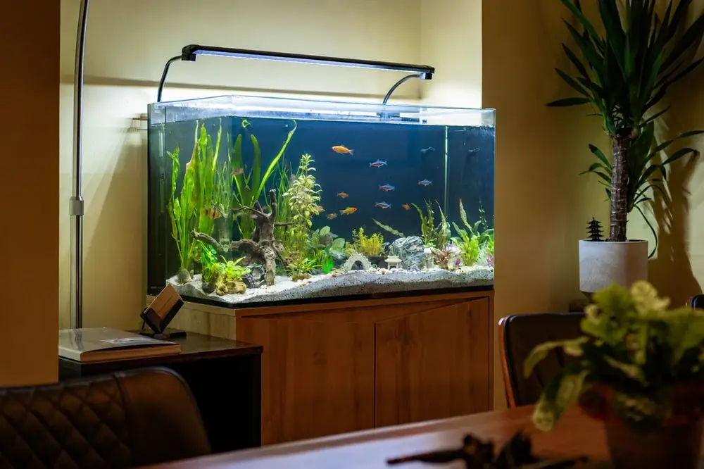 The BC Atelier aquarium — planted tank and fish, the calm centre of the studio