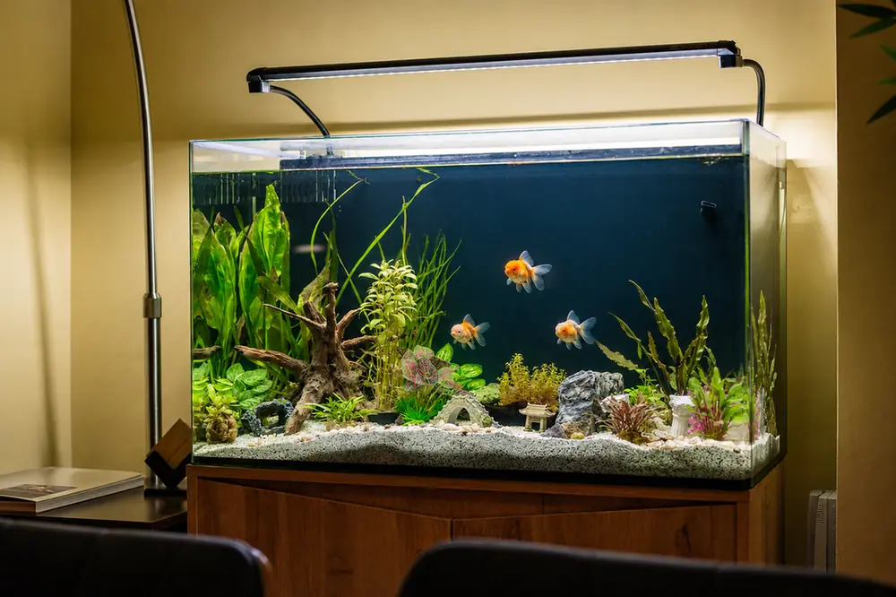 The studio aquarium with goldfish — the Atelier’s quiet centrepiece